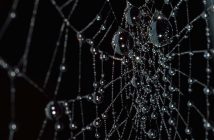 Spider Web Browser Featured Image