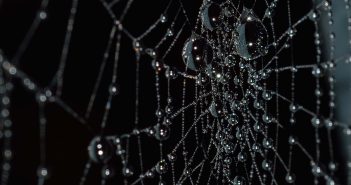 Spider Web Browser Featured Image